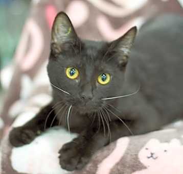 Photo of Loki