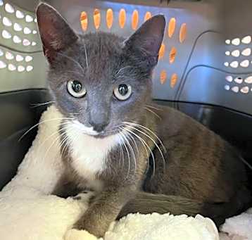 Photo of Camilla (Merritt Island)