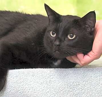 Photo of Sesame