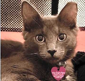 Photo of Romeo