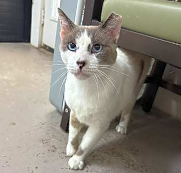 Photo of Felix