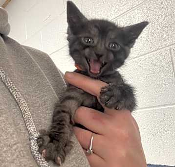Photo of Orange Collar