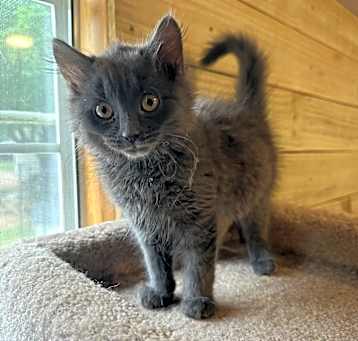 Photo of Samson