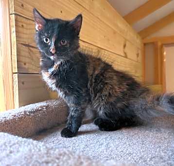 Photo of Snickers