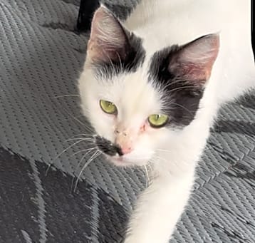 Photo of Valentine