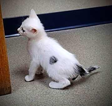 Photo of Rachel kitten 3
