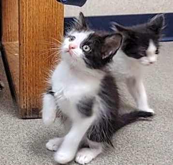 Photo of Rachel kitten 2