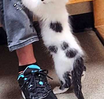 Photo of Rachel kitten 1