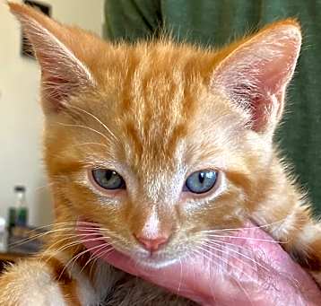 Photo of 2025-05 Gizmo