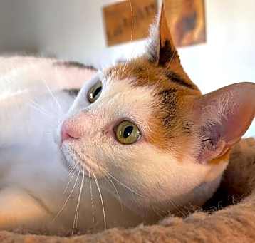 Photo of ASIA