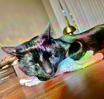Photo of Thelonious