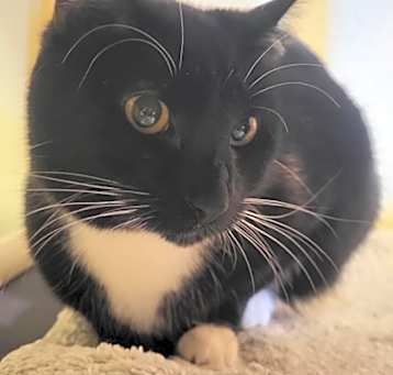 Photo of Tux