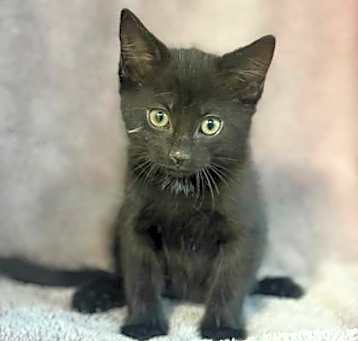 Photo of Batman