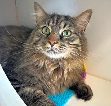 Photo of Milo