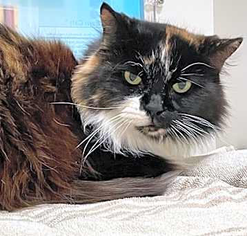Photo of Calio-Cat