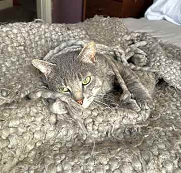 Photo of Bluey (In Foster Care)