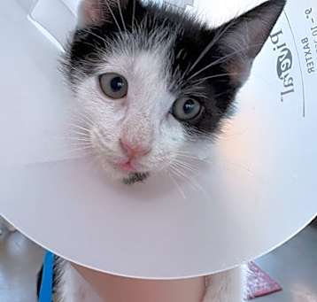Photo of Goober