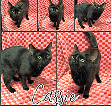 Photo of Cassie
