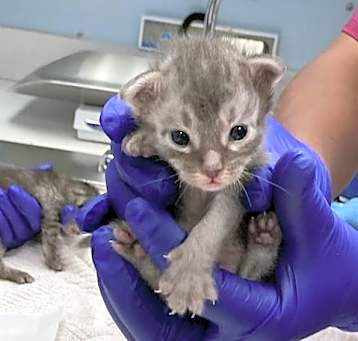 Photo of KITTY 3