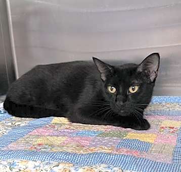Photo of SHADOW