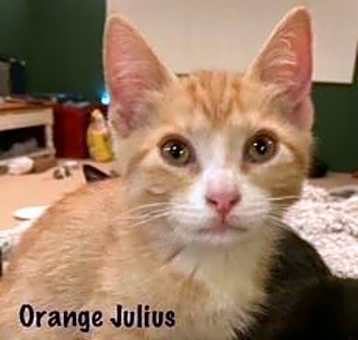 Photo of Orange Julius
