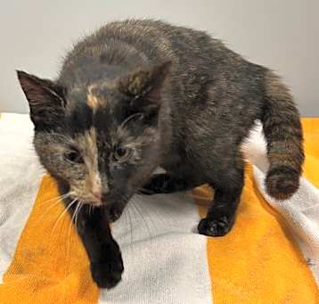 Photo of Rosemary