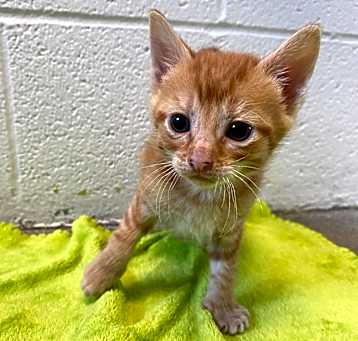 Photo of Neelix