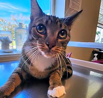 Photo of James Bond - available for Foster to Adopt