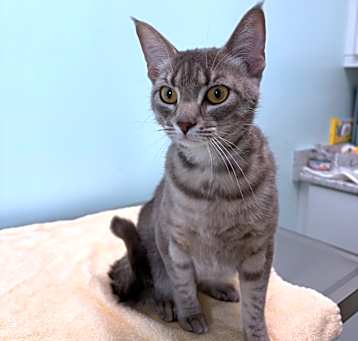 Photo of Shimmer