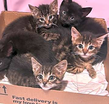 Photo of Oyster,Otter, Ostrich, Orchid , Onyx