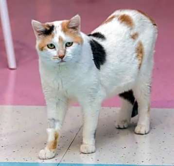 Photo of Akira
