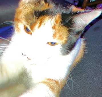 Photo of Luna