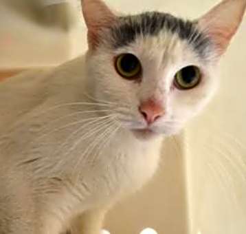 Photo of Twinkle Toes*