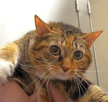 Photo of Pumpkin