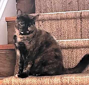 Photo of Milo