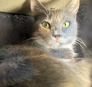 Photo of Prim