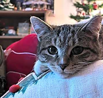 Photo of Churro *MUST BE ADOPTED WITH B