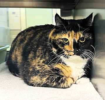 Photo of ANNIE