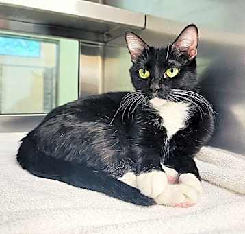 Photo of SOCKS