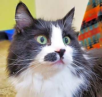 Photo of Pixel