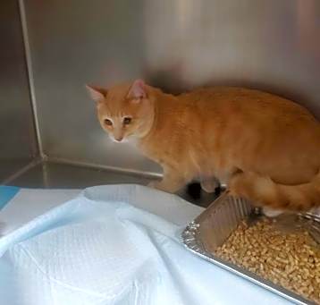 Photo of CHEDDAR