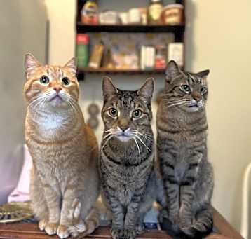 Photo of Nacho & Fluff
