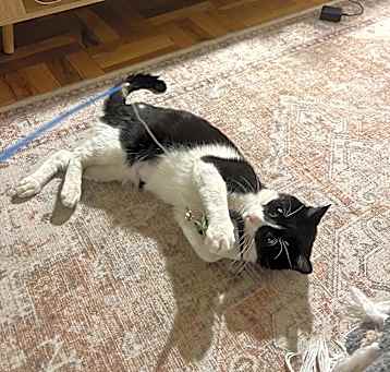 Photo of Spot