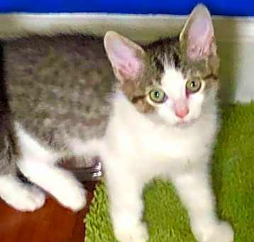Photo of Dotsy