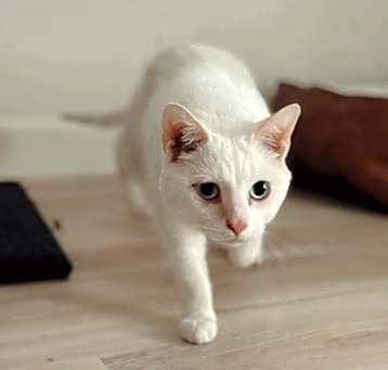 Photo of Coco-no-nuts
