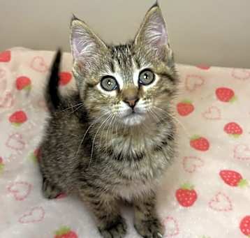 Photo of Sassy