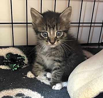 Photo of Shemp