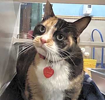 Photo of Callie - AVAILABLE