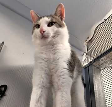 Photo of Nimbus