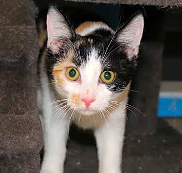 Photo of Remy